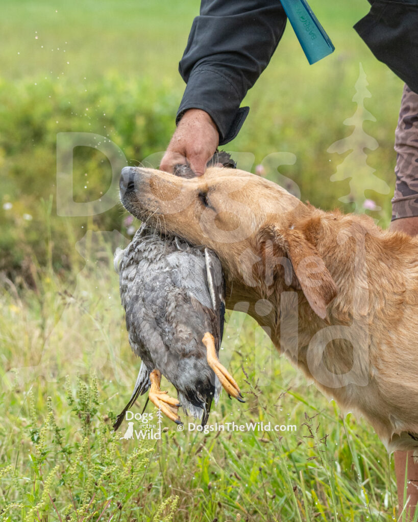 Katydid Farm's Hachiko, Hachi, Bob Vincent, Yellow Lab