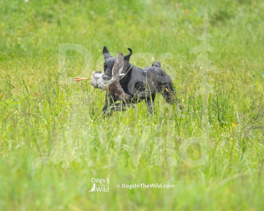 Black Lab, Lone Duck's In Between the Beacons, Lyra, Justin Hester