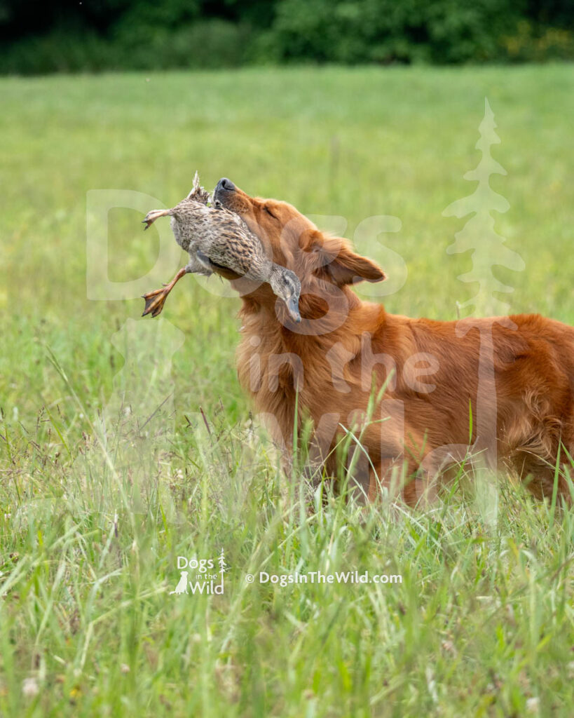 Golden Retriever, Chickasaw's Mighty Chieftain, Taj, Harry Erickson