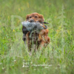 M43-SBGRC-26-3