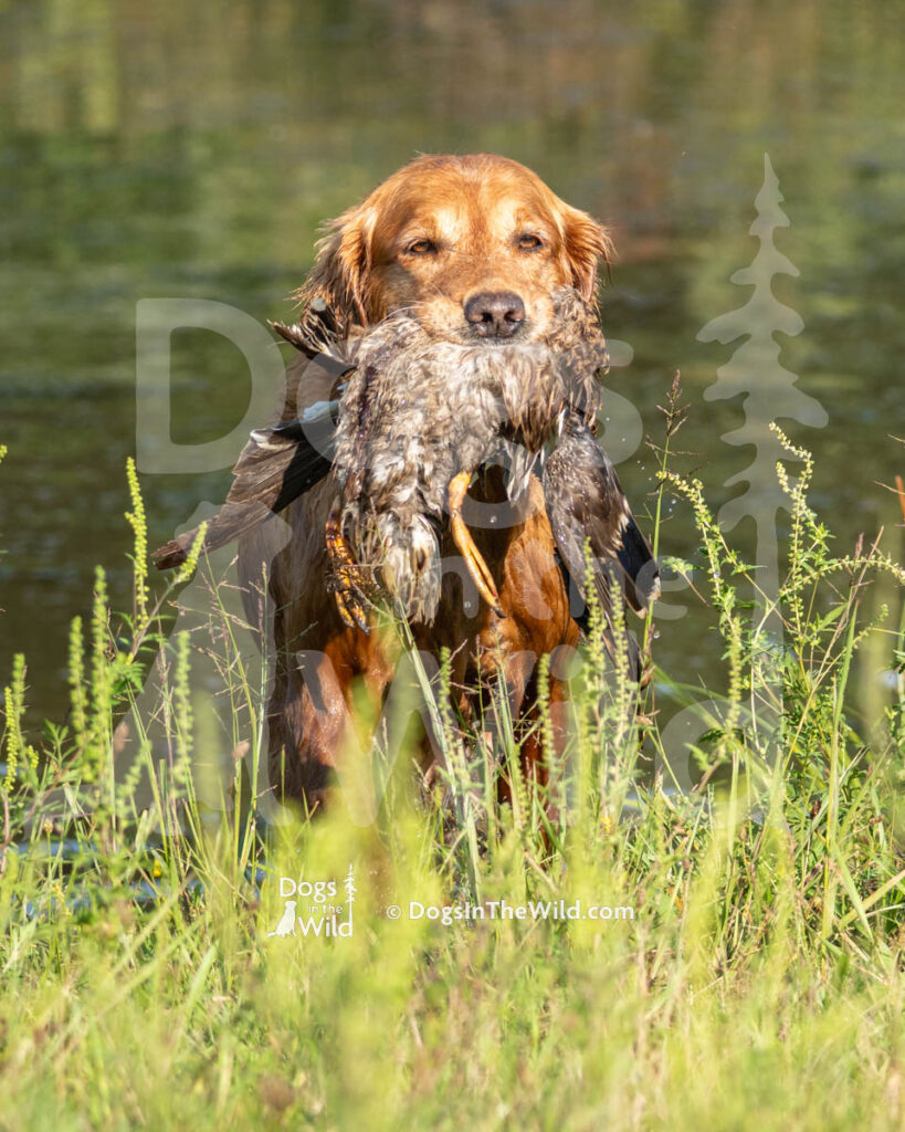 Old Lyme's Dutchess Zoey of Notch Hill, Chris Reynolds, Golden Retriever