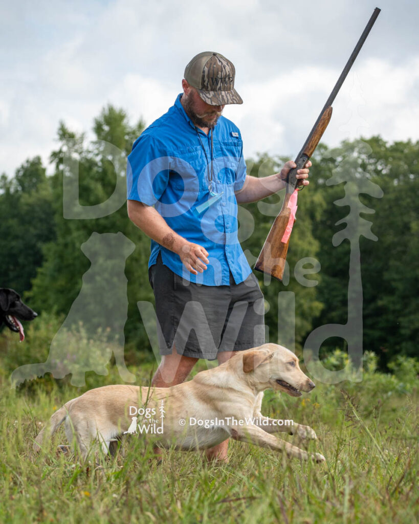 Timber Lane's East Branch Koda, Yellow Lab, Cory Eisenhour