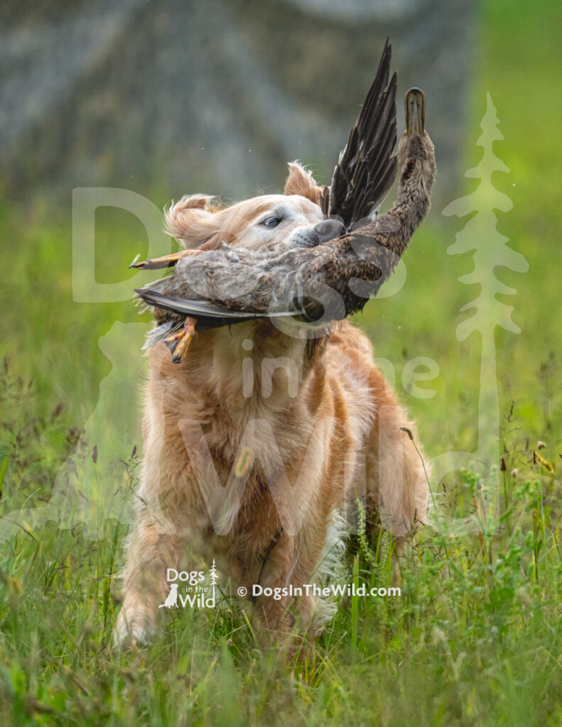 Francalia's Oatmeal Raisin Cookie, Denise Page, Golden Retriever