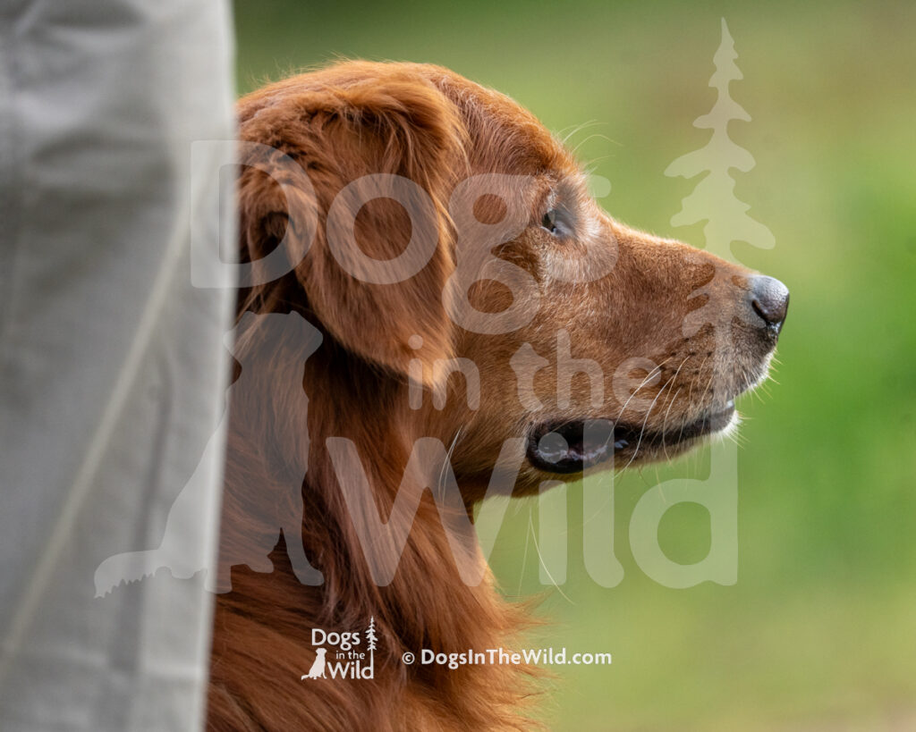 Autumn's Sunka Luta Naco, Golden Retriever, Frank McKane