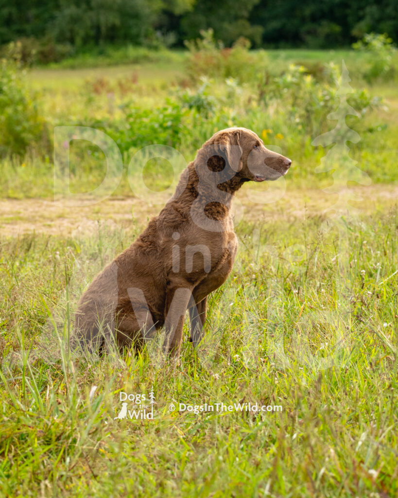 Dut-Chesse Cal-I-Co Amber's Divine Intervention, Chesapeake Bay Retriever