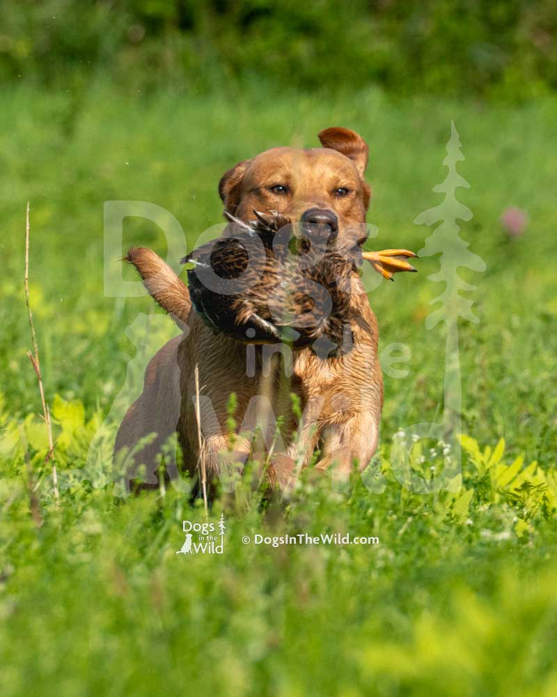 BTBS Need for speed, Goose, Yellow Lab, Jeremy Edwards, Hunt Test Photography