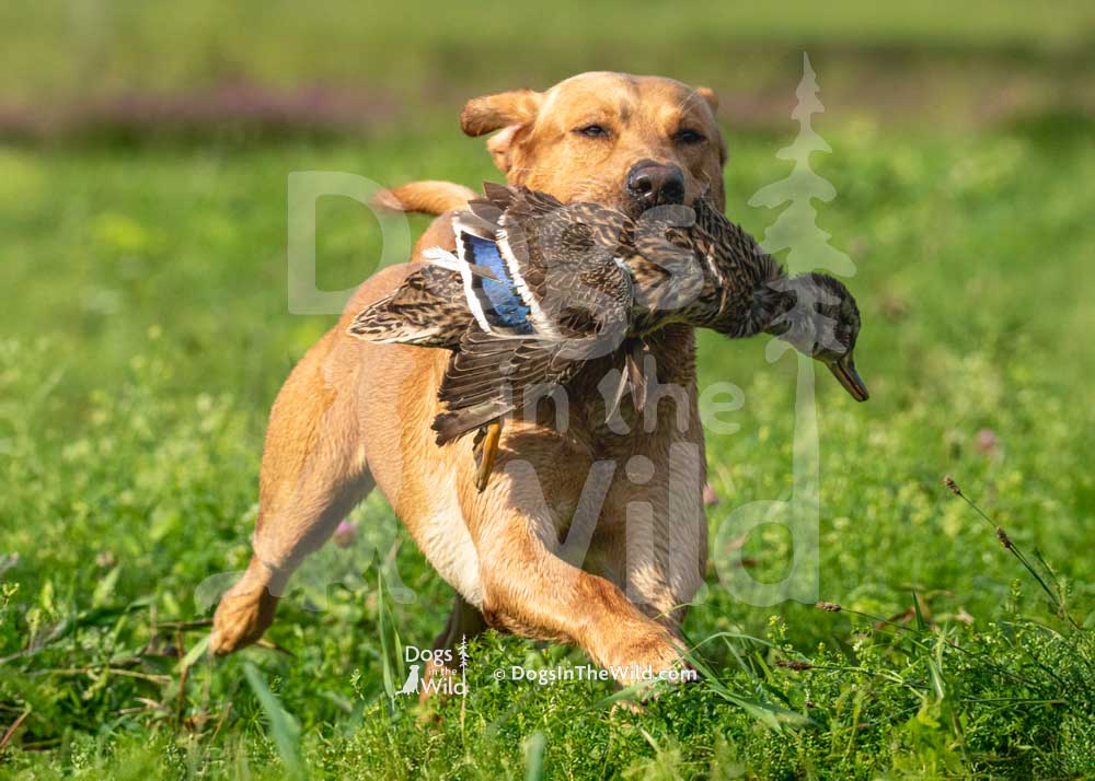 BTBS Need for speed, Goose, Yellow Lab, Jeremy Edwards, Hunt Test Photography