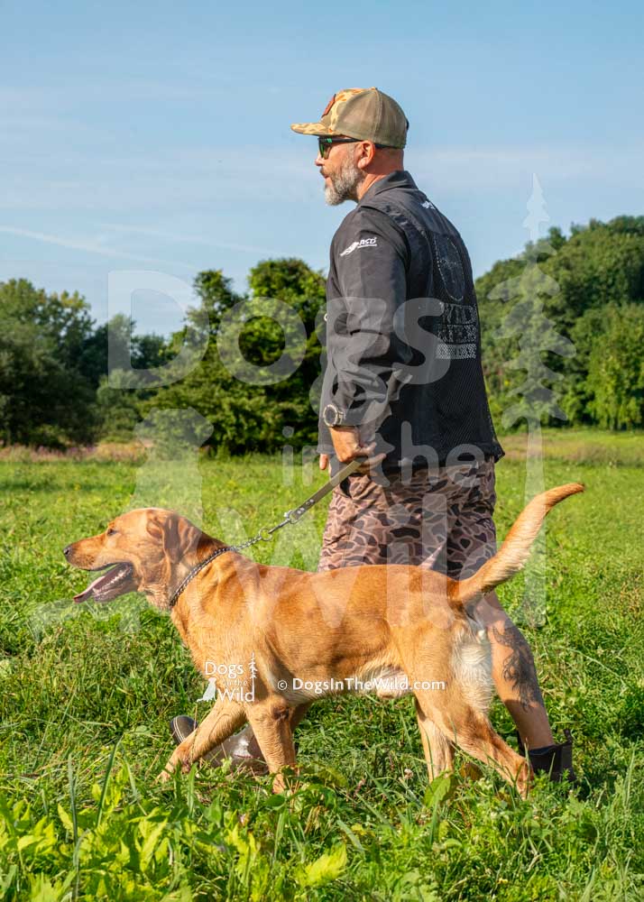 BTBS Need for speed, Goose, Yellow Lab, Jeremy Edwards, Hunt Test Photography
