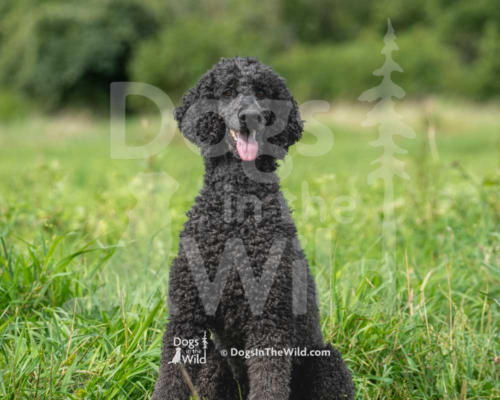 Ariel Briscoe, Daniel Cassidy, Poodle, Hunt Test Photography