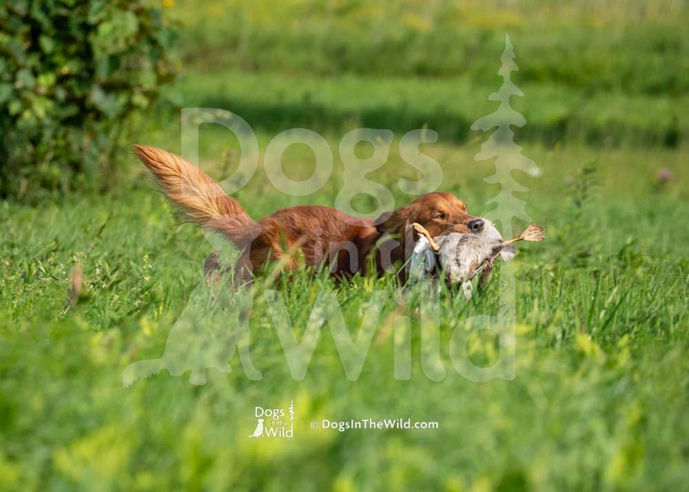 Sunrunner's Dbp's Lucky Copper Penny, Mammut, Brandon Kingston, Hunt Test Photography