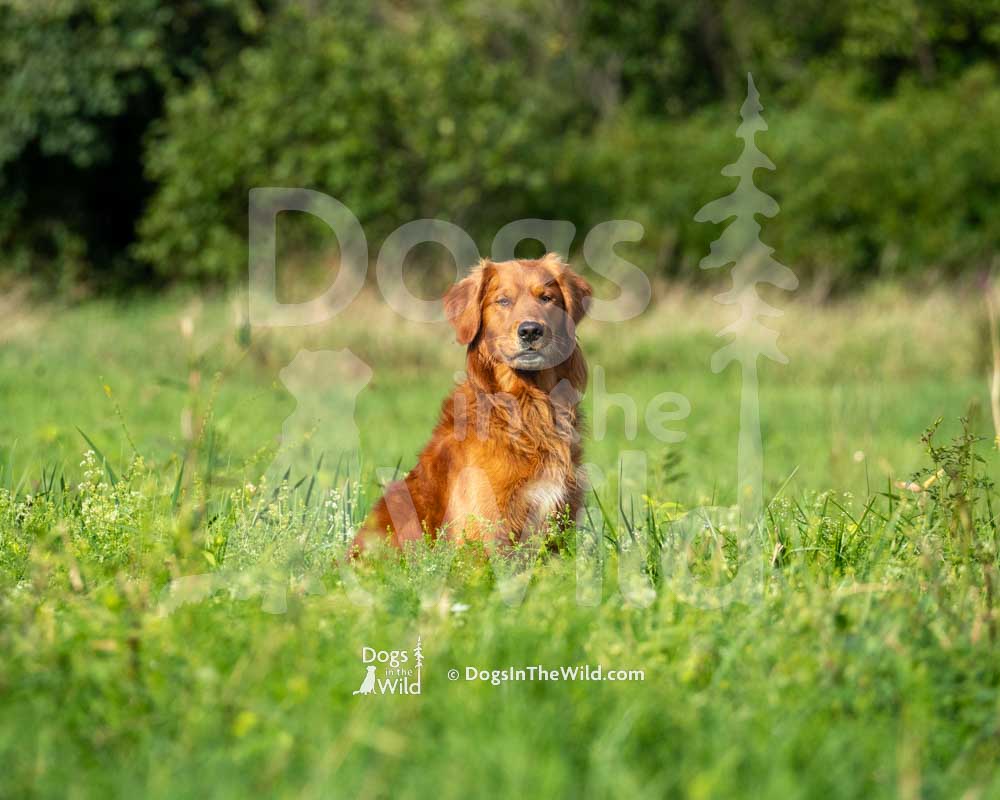Sunrunner's Dbp's Lucky Copper Penny, Mammut, Brandon Kingston, Hunt Test Photography