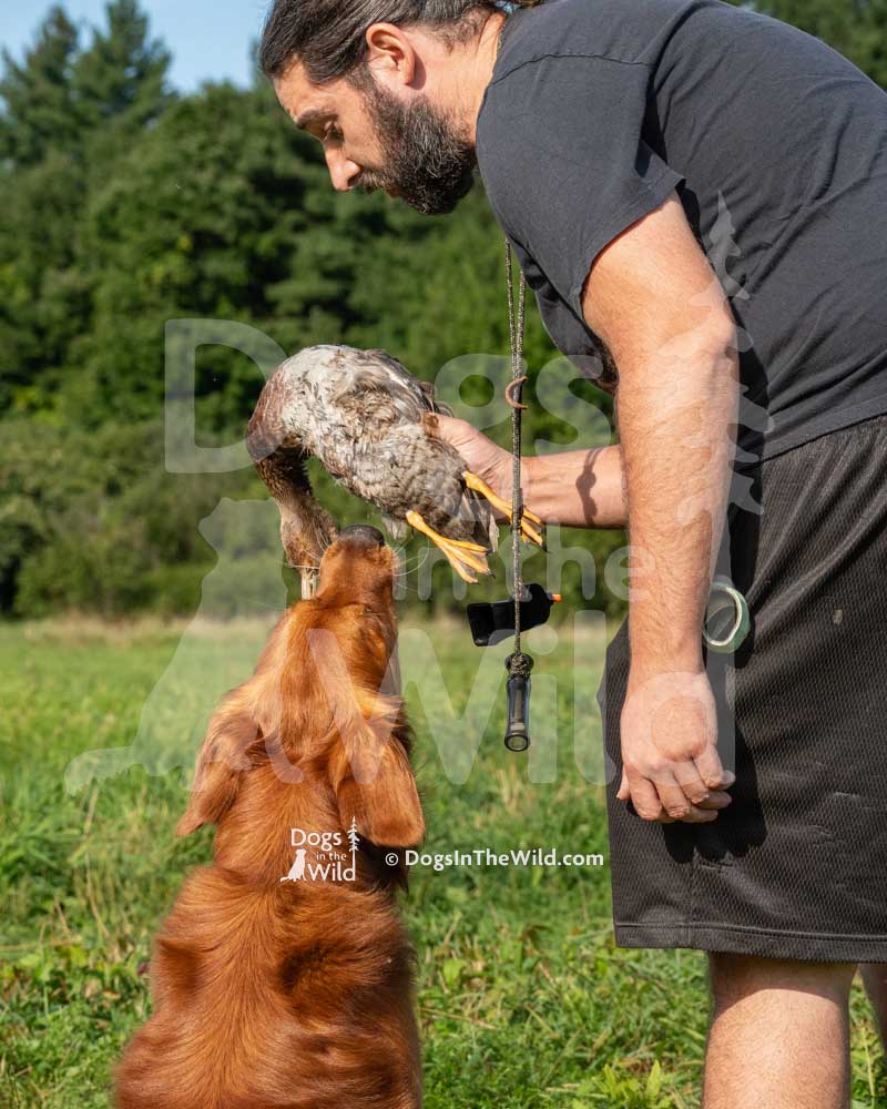 Sunrunner's Dbp's Lucky Copper Penny, Mammut, Brandon Kingston, Hunt Test Photography