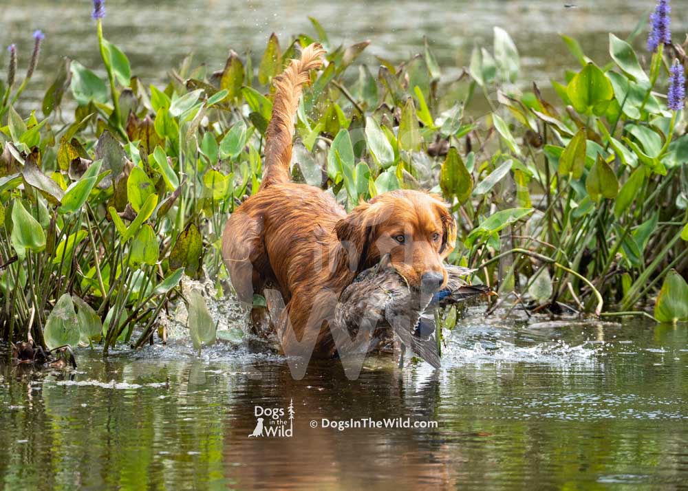 Sunrunner's Dbp's Lucky Copper Penny, Mammut, Brandon Kingston, Hunt Test Photography