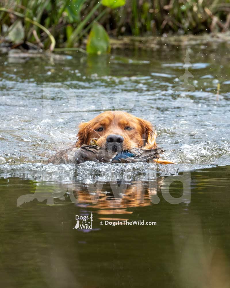 Sunrunner's Dbp's Lucky Copper Penny, Mammut, Brandon Kingston, Hunt Test Photography