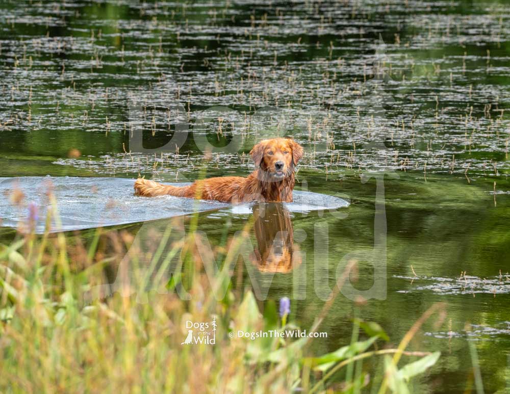 Sunrunner's Dbp's Lucky Copper Penny, Mammut, Brandon Kingston, Hunt Test Photography