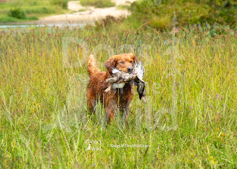 Sunrunner's Dbp's Lucky Copper Penny, Mammut, Brandon Kingston, Hunt Test Photography