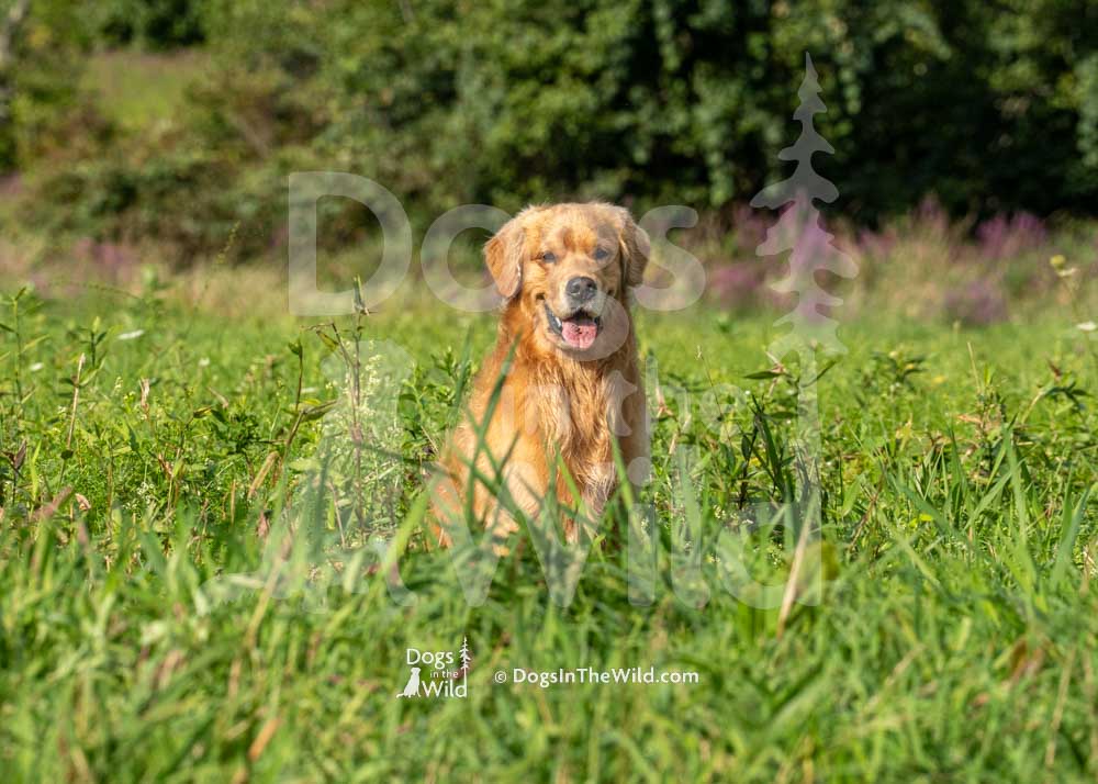 Golden Joy's Sunfire Magic in the Night, Comet, Cheryl Morgan, Hunt Test Photography