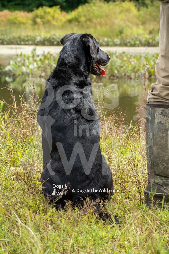 Landara's Taylor Is Bust N Cover, Thomas Hoagland, Hunt Test Photography