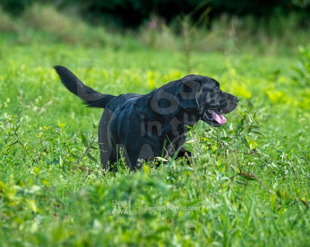 Jager Of Black Creek, Christopher Misseri, Hunt Test Photography