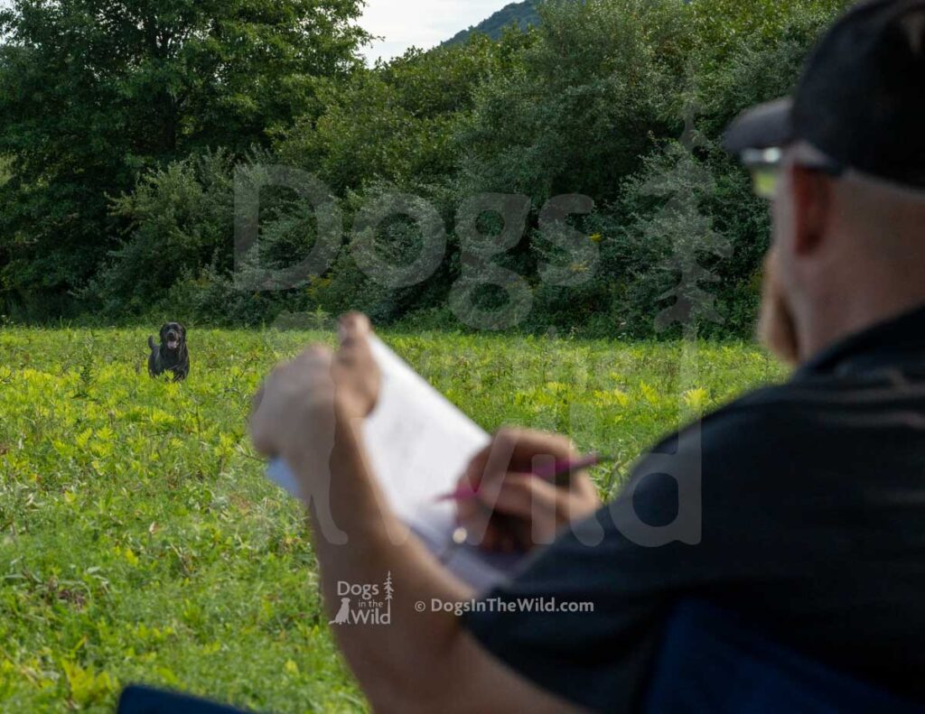 AKC Hunt Test Judge Observing a black Labrador retriever working in the field, Photo by Mike Hosier