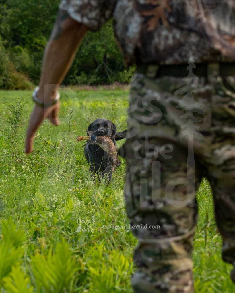 Jager Of Black Creek, Christopher Misseri, Hunt Test Photography