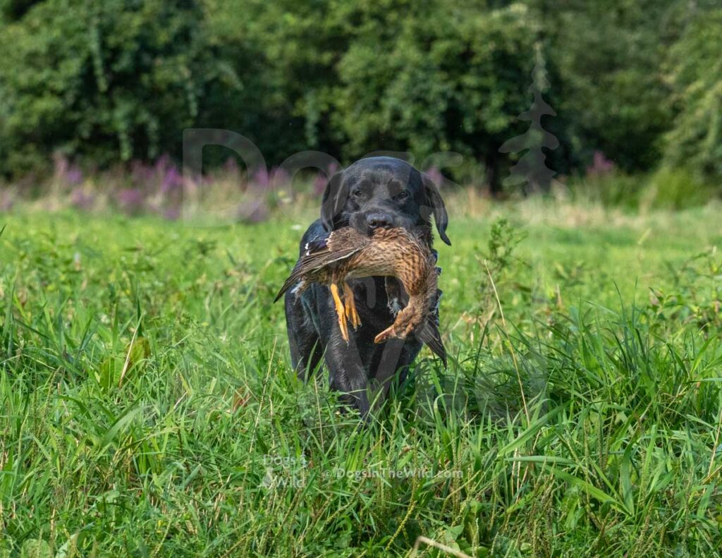 Jager Of Black Creek, Christopher Misseri, Hunt Test Photography