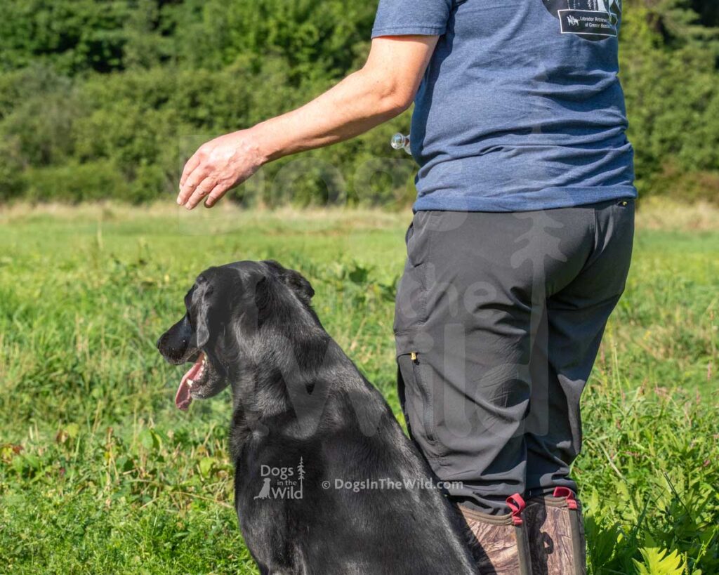 Sunny Skies Sir Oden Smith, Oden, Lisa Smith, Hunt Test Photography