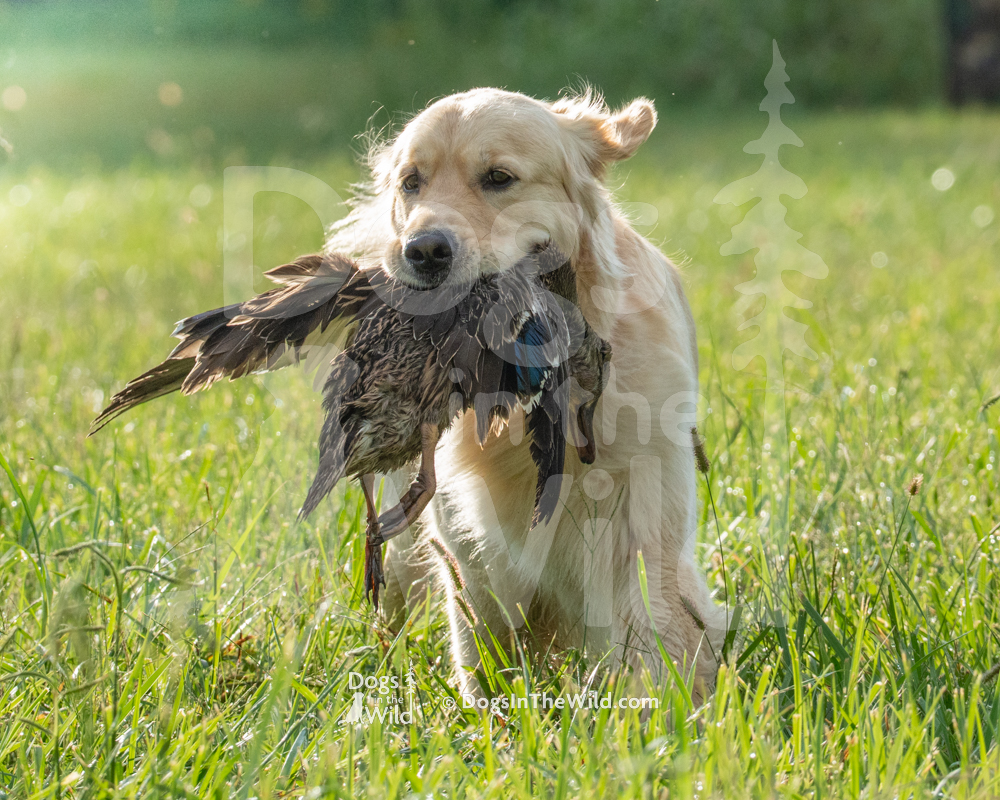 Golden Retriever, Hunt Test, Test Dog, Yadkin River Retriever Club