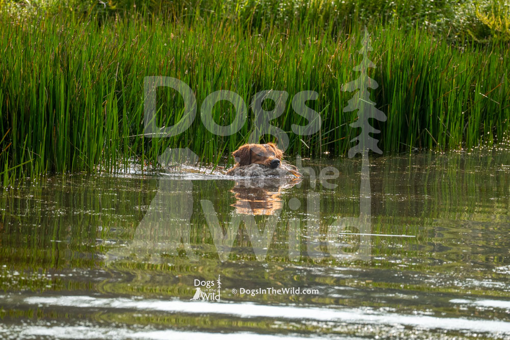 ATC What's up Beau - Golden Retriever - Hunt Test Photos