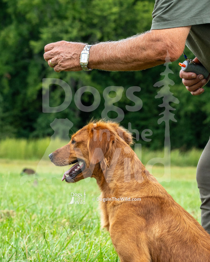 SMR’S COMING IN HOT (Ember), Golden Retriever, Hunt Test Photos