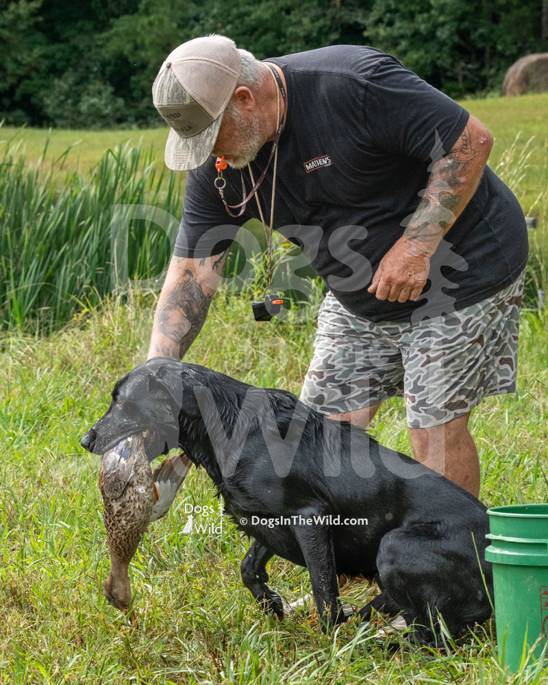 Just a lil’ smoke on the water (Ziggy), Black Lab, Hunt Test Photos