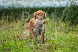 Penobscot Hunting Retriever Club - WC / WCX, WCI