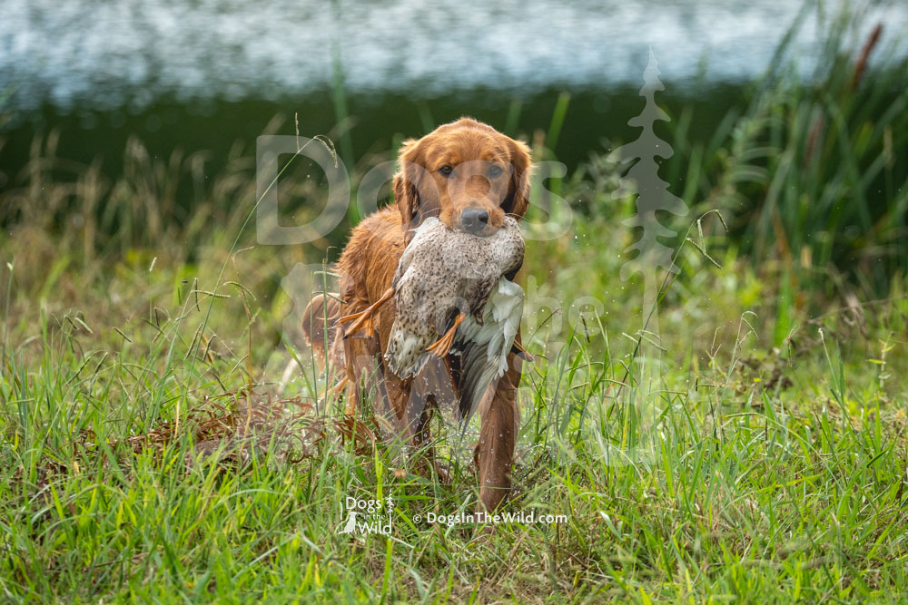 Bridgeton's Double Agent (Spy), Golden Retriever, Hunt Test Photos