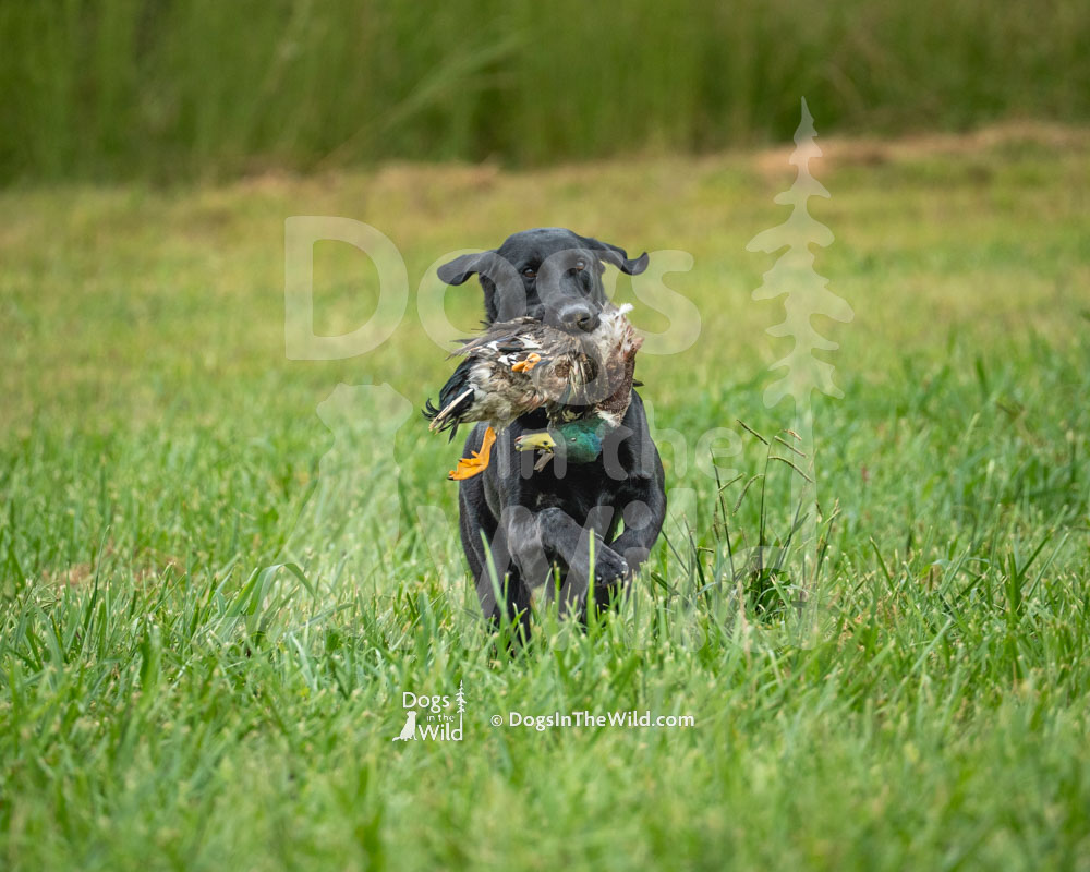 Smoke Voo Doo Magic , Black Lab, Hunt Test Photography