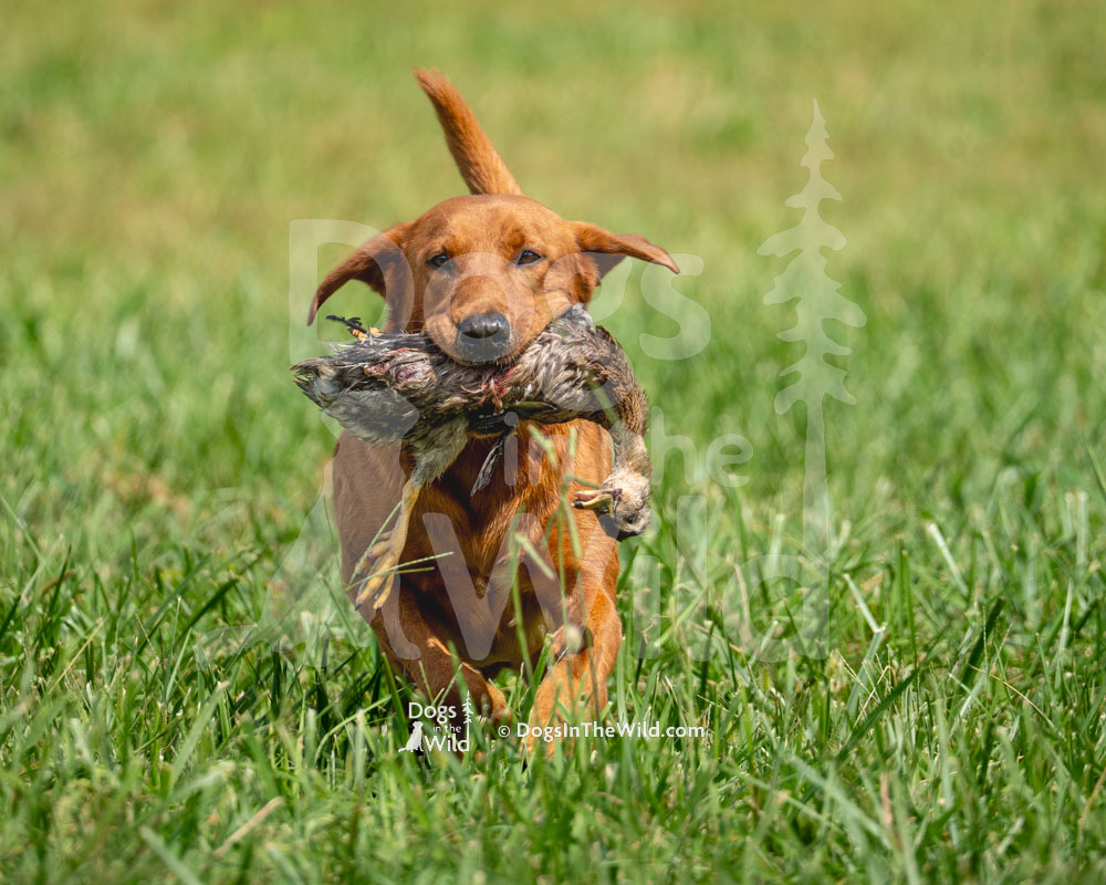 Rainmaker’s Oslo, Fox Red Lab, Hunt Test Photos