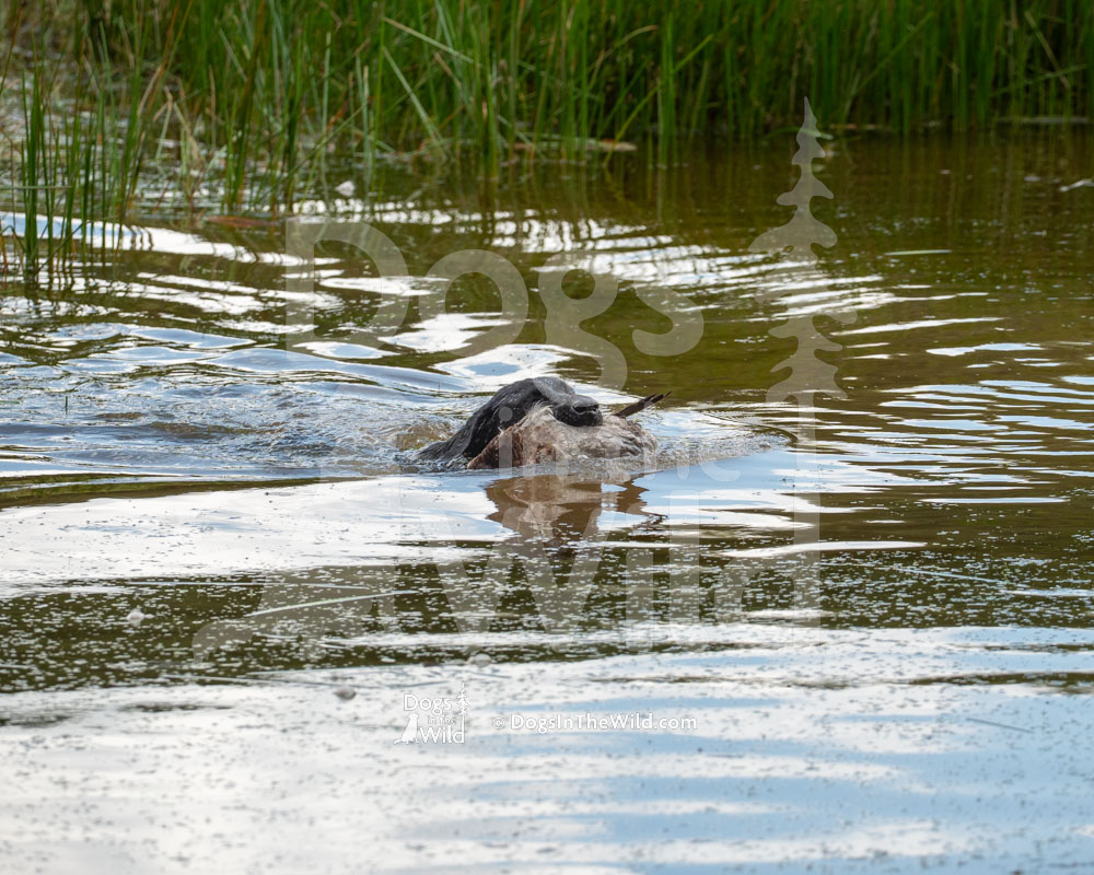 Cape Fear Belladonna Isabella Isa, Black Lab