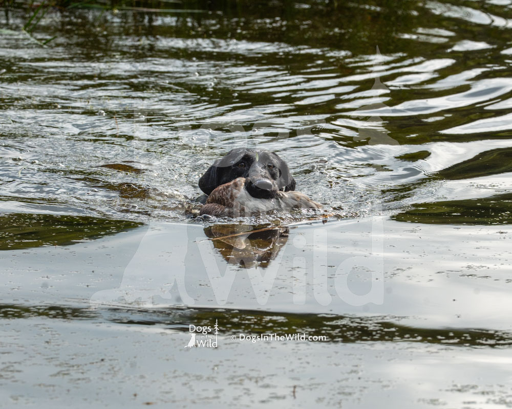 Lickskillet midnight hunter (Nelli), Black Labrador