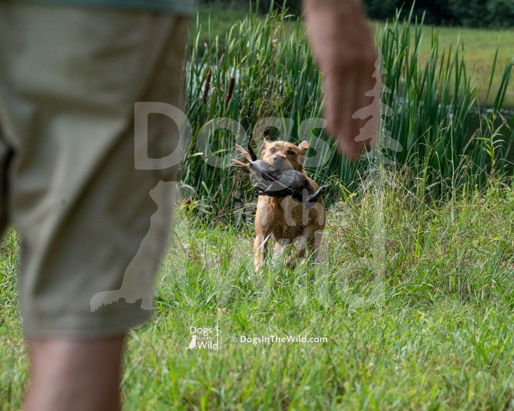 Chasin' Reef And Rita (Sophie), Yellow Lab, Hunt Test Photos