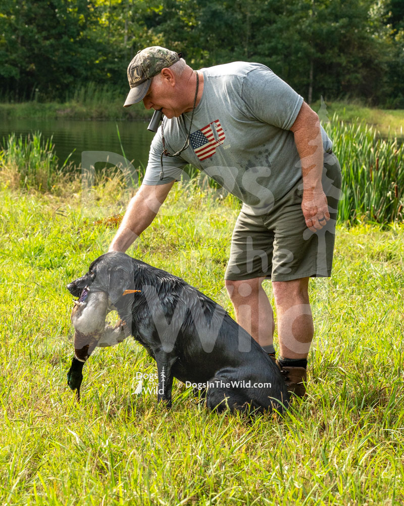 Hawkeye Southern Hunter, Black Lab, Hunt Test Photography