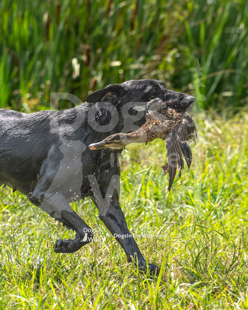 Cauthen's Ozzy, Black Lab, North Carolina Hunt Test Photos