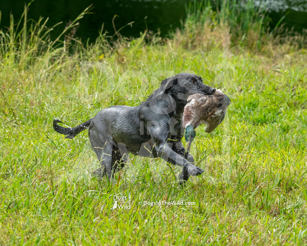 Bayleigh XVIII, Black Labrador Retriever, North Carolina