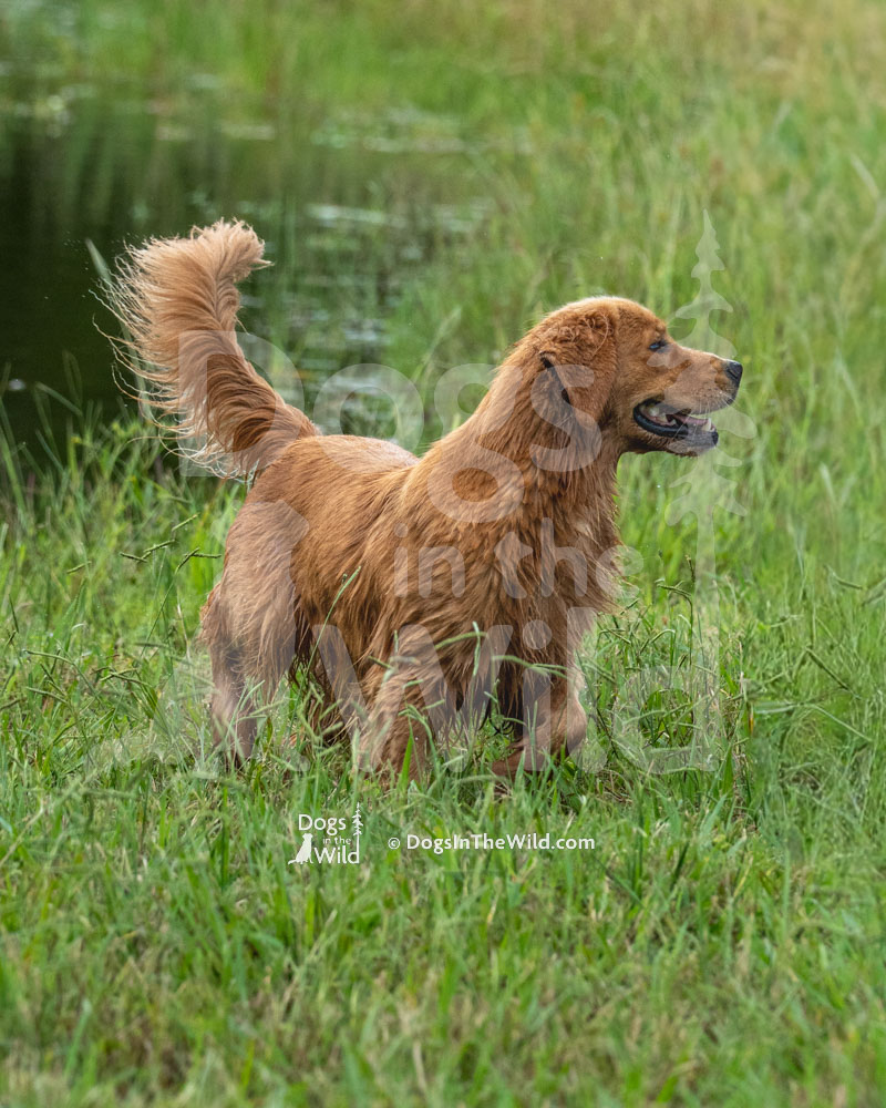 Sandpiper’s Good Day Sunshine (Summer), Golden Retriever, North Carolina