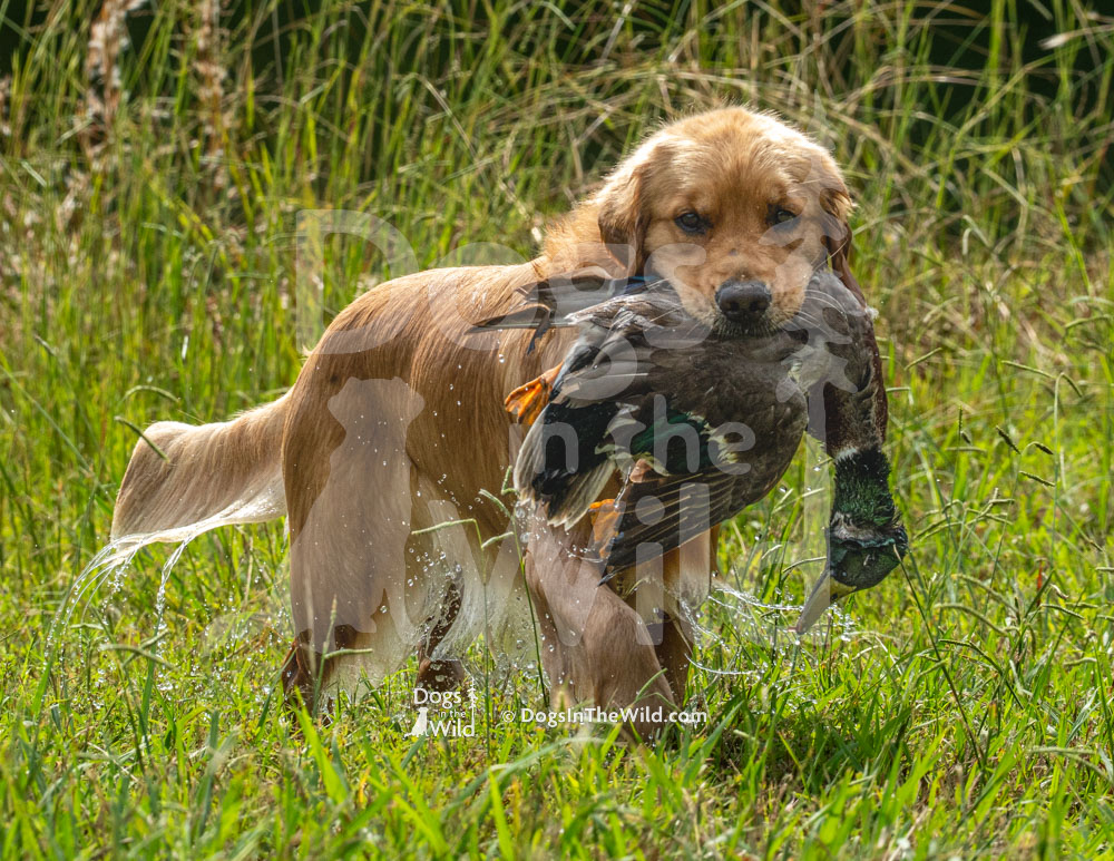 Graceridge GrzyRknG A Wonderful Life (Wonder), Golden Retriever
