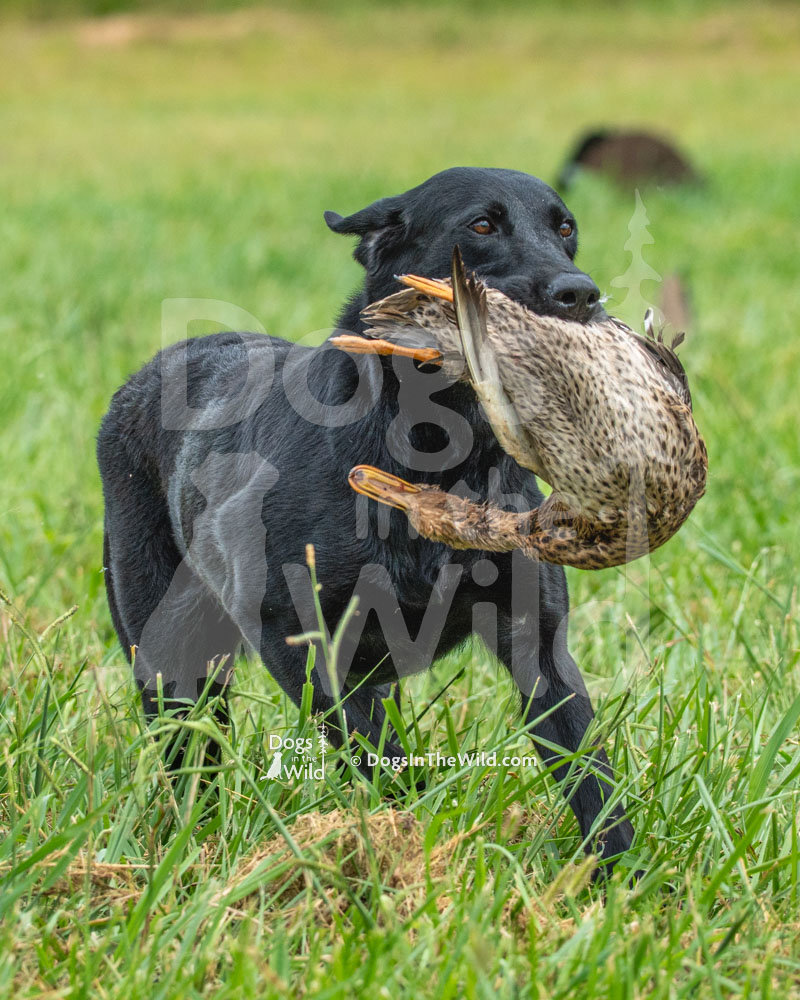 Bayou Teche Pistol Packin’ Piper, Black Lab, Hunt Test