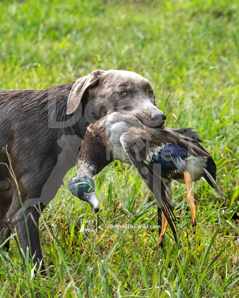 Ava Love, Silver Labrador Retriever, Hunt Test Photography