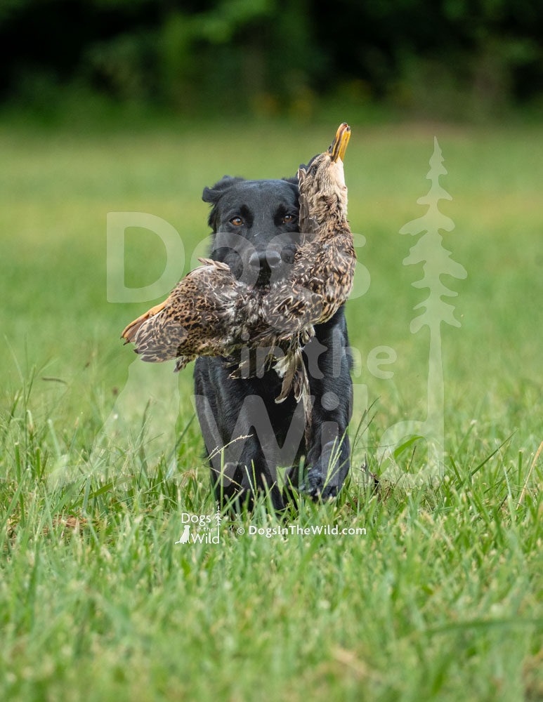 Hit the Jackpot (Jack) - Labrador Retriever, Hunt Test Photos
