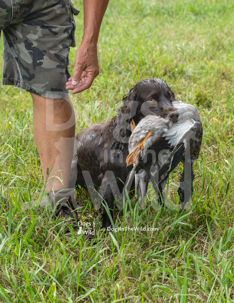 Indian Field’s Amazing Grace, Boykin Spaniel, Hunt Test Photos