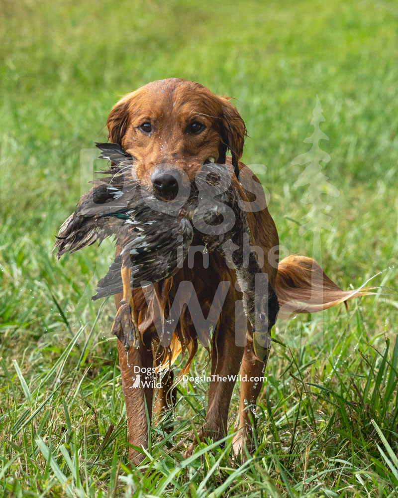 Pleasant Farms Amos Mosley, Golden Retriever, Hunt Test Photos