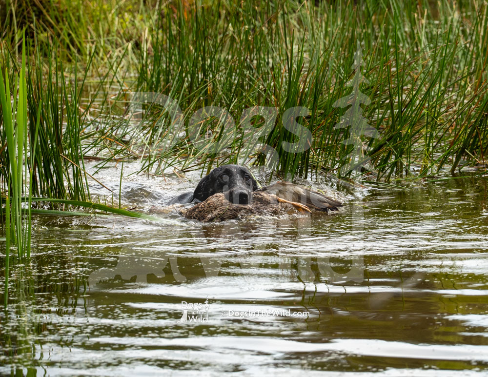 Ford’s Sweet Annie, Black Lab, Hunt Test Photos