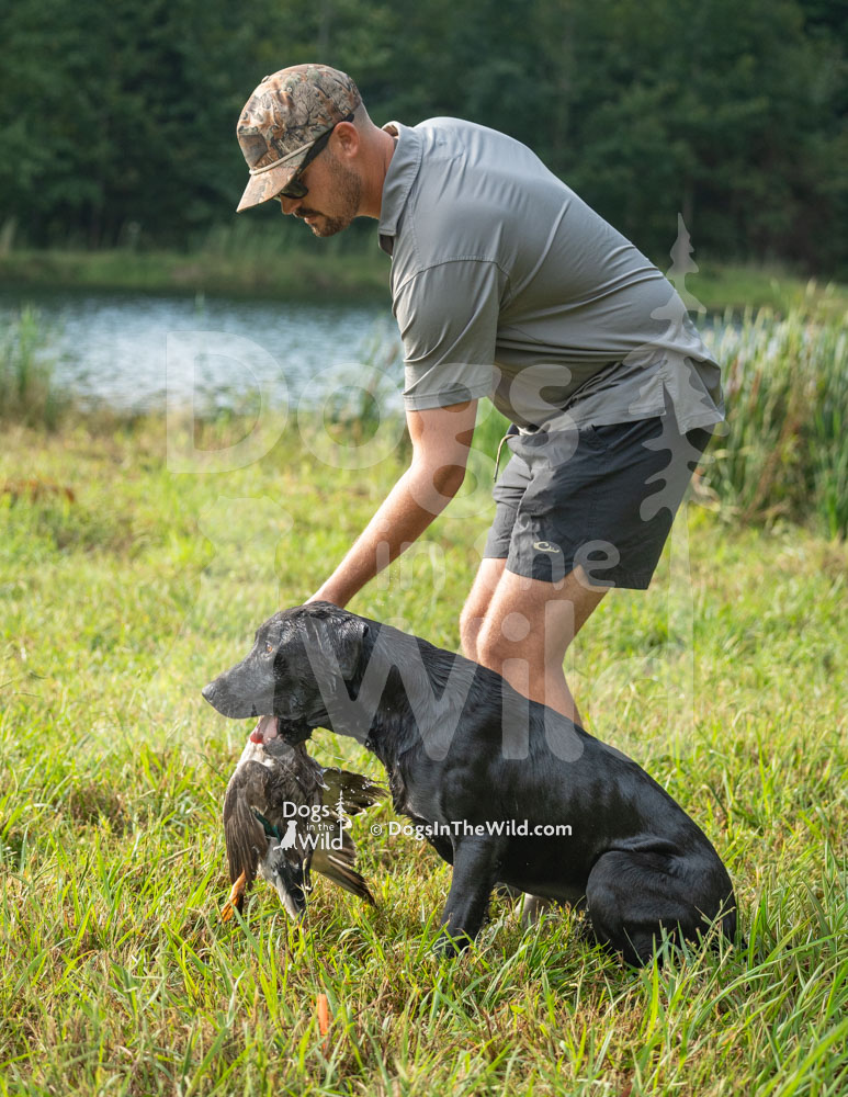 Tuckahoes Take the Money and Run Black Jax, Labrador Retriever, Hunt Test Photos